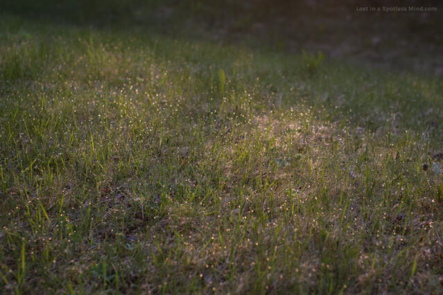 A photo of dewy grass in morning light.