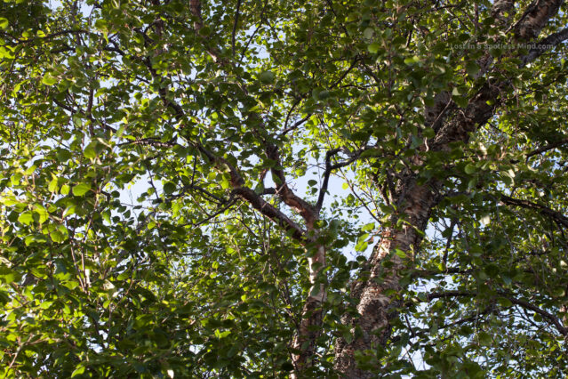 Leafy trees in sunlight, seen from below.