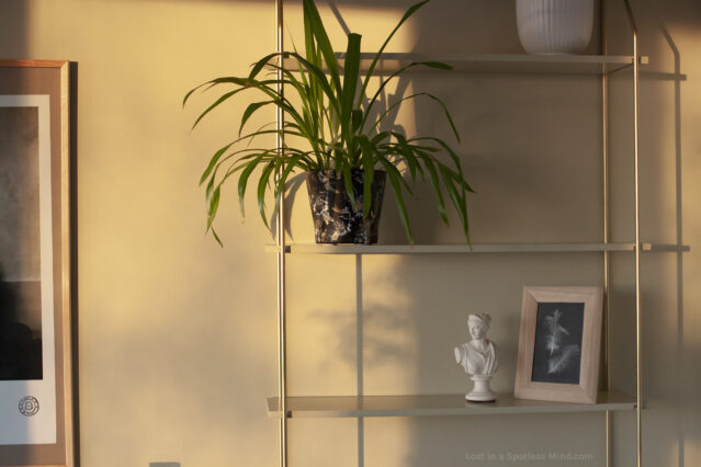 A photo of a shelf with a plant, a small plaster bust, and two framed feathers, everything bathed in golden light.