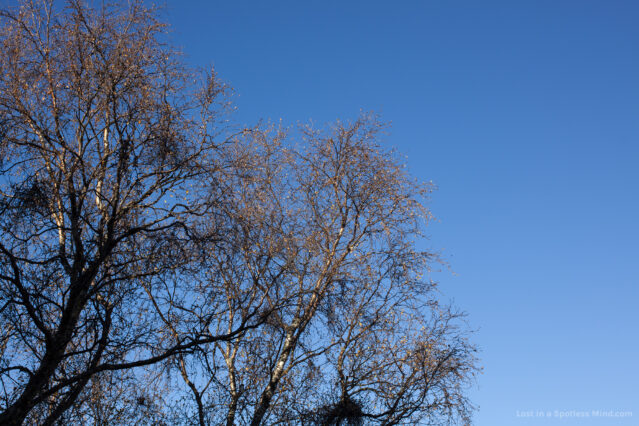 A stereotypical photo of autumnal, leafy trees against a clear blue sky.
