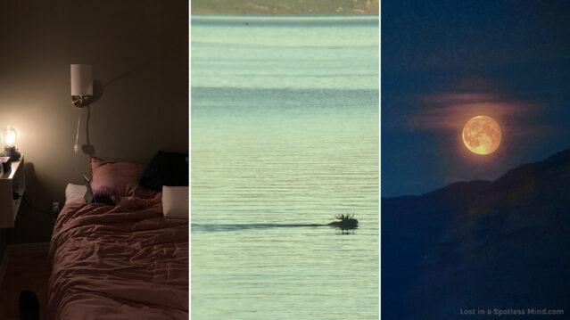 Three photos: 1. a bed in cozy lighting, 2. the head of a swimming moose poking up out of the ocean, 3. the moon, looking like a ball of fire.